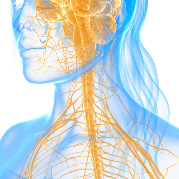 Corso Anatomia