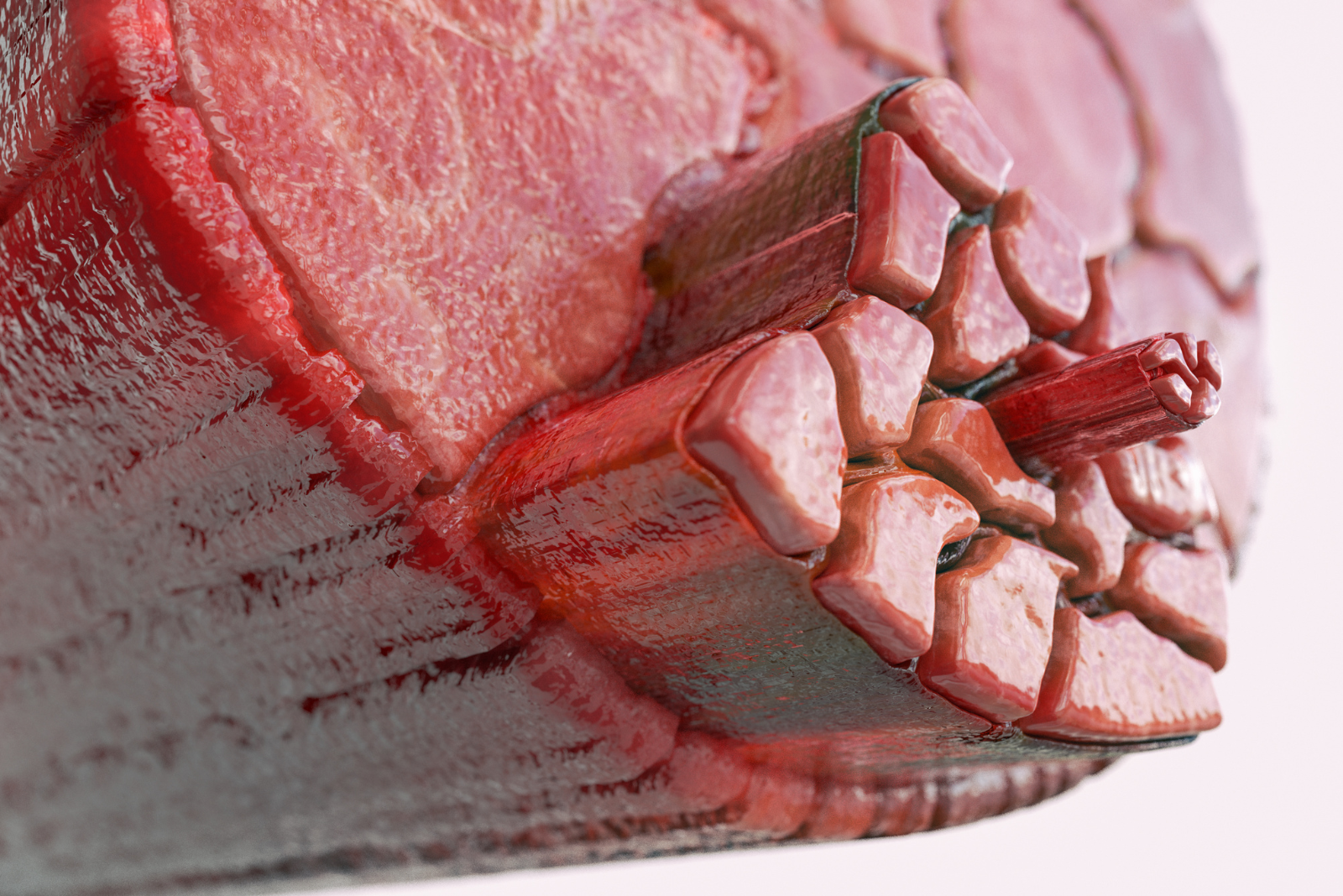 Corso anatomia - galleria 1