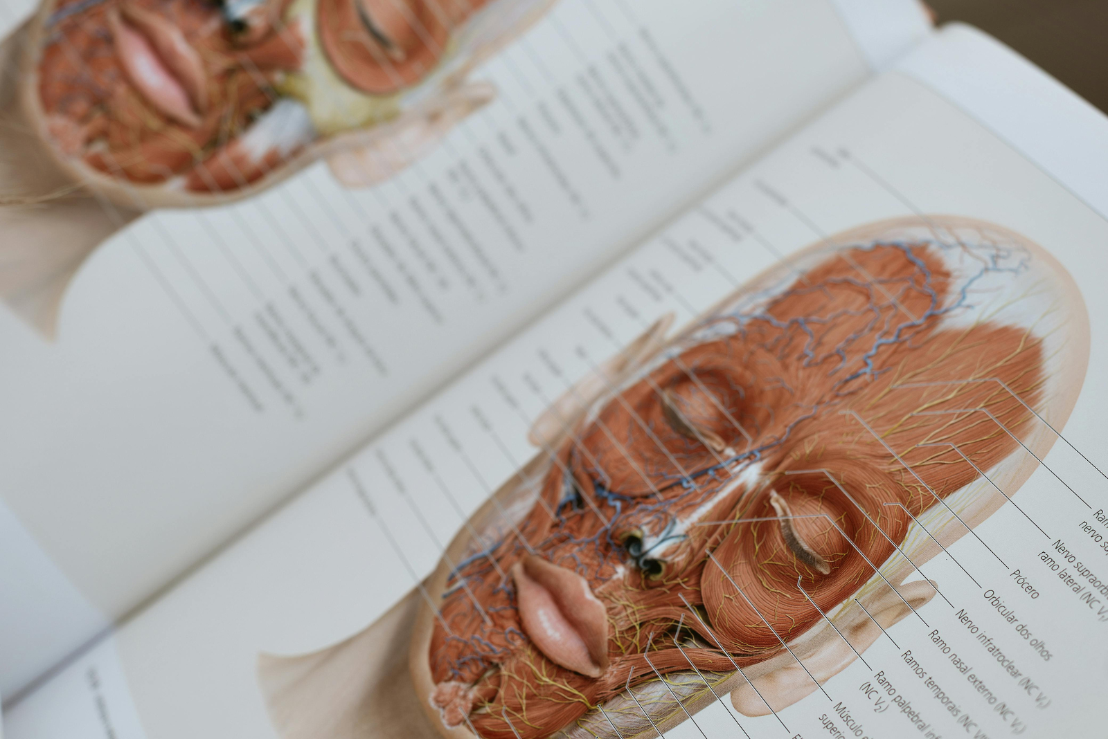 Corso anatomia - galleria 2