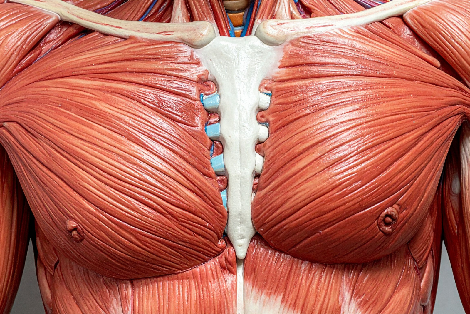 Corso anatomia - galleria 3